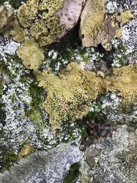 Image of Pensylvania blistered naval lichen