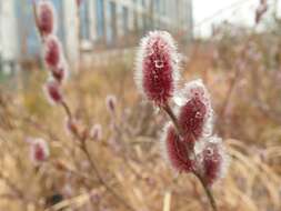 Image of rose-gold pussy willow