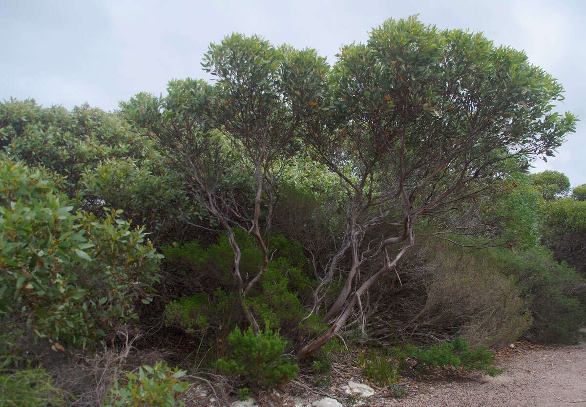 Image of Eucalyptus angulosa Schauer