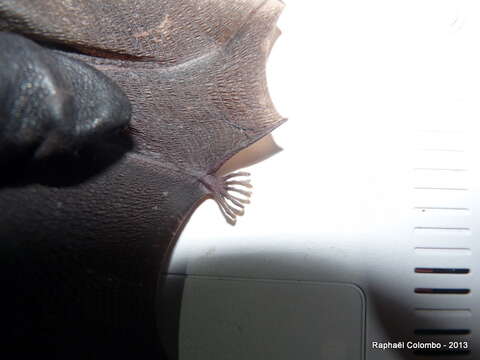 Image of Batess slit-faced bat