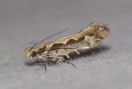 Image of Moth