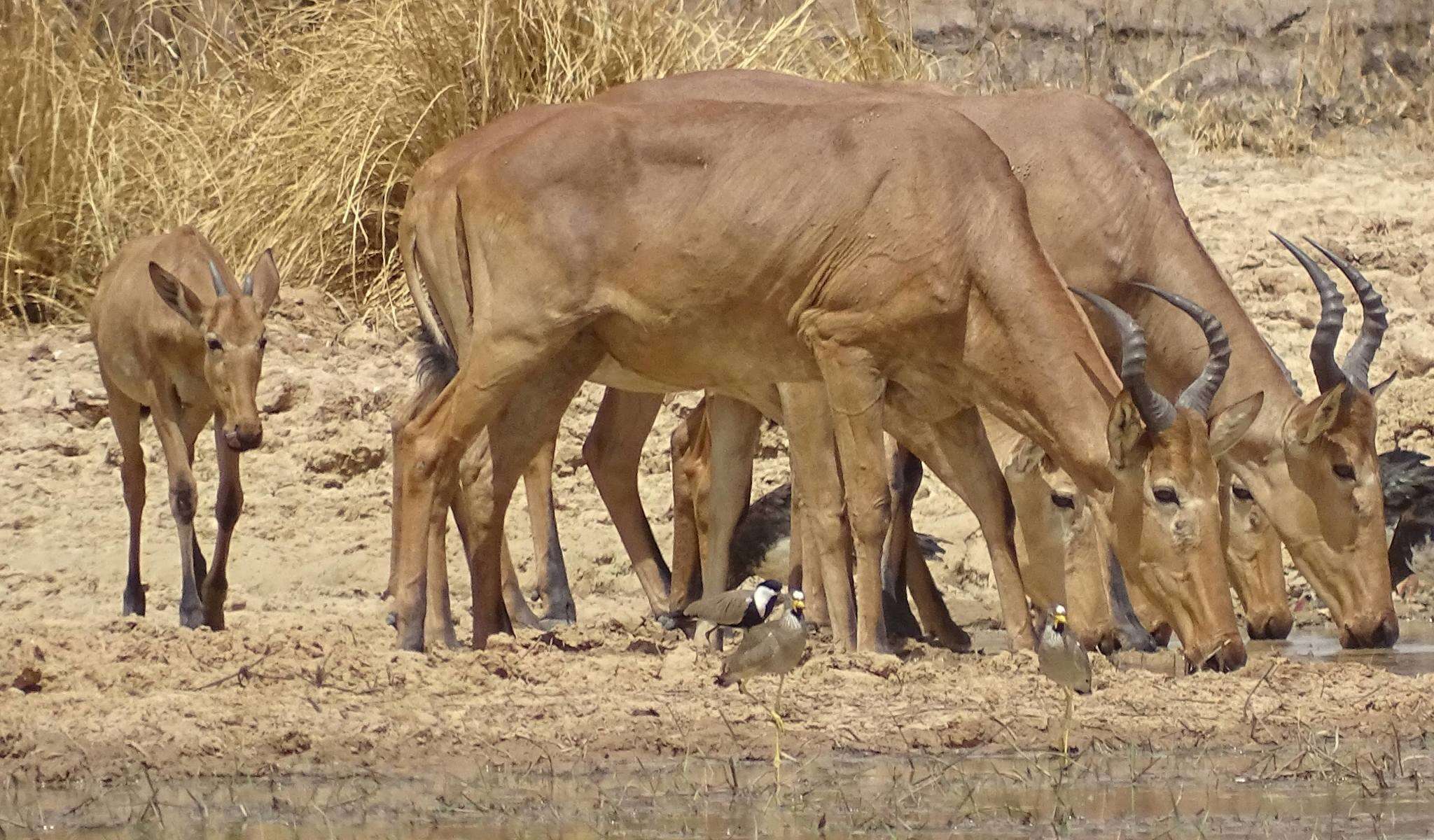 Image of Western Hartebeest