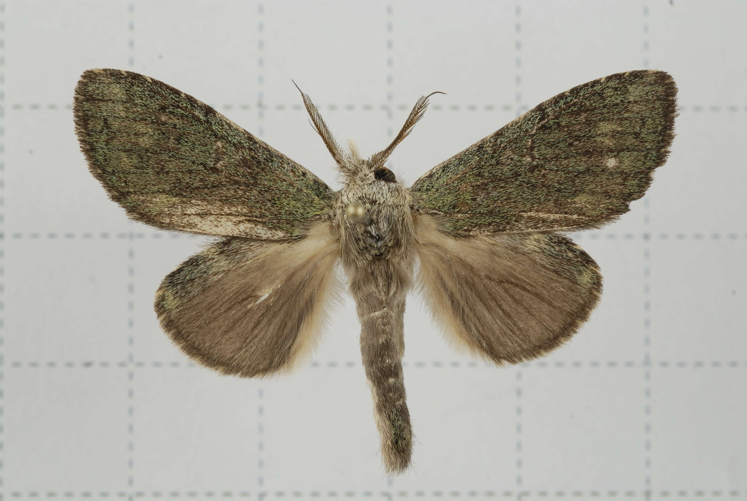 Image of Quadricalcarifera viridipicta Wileman 1910