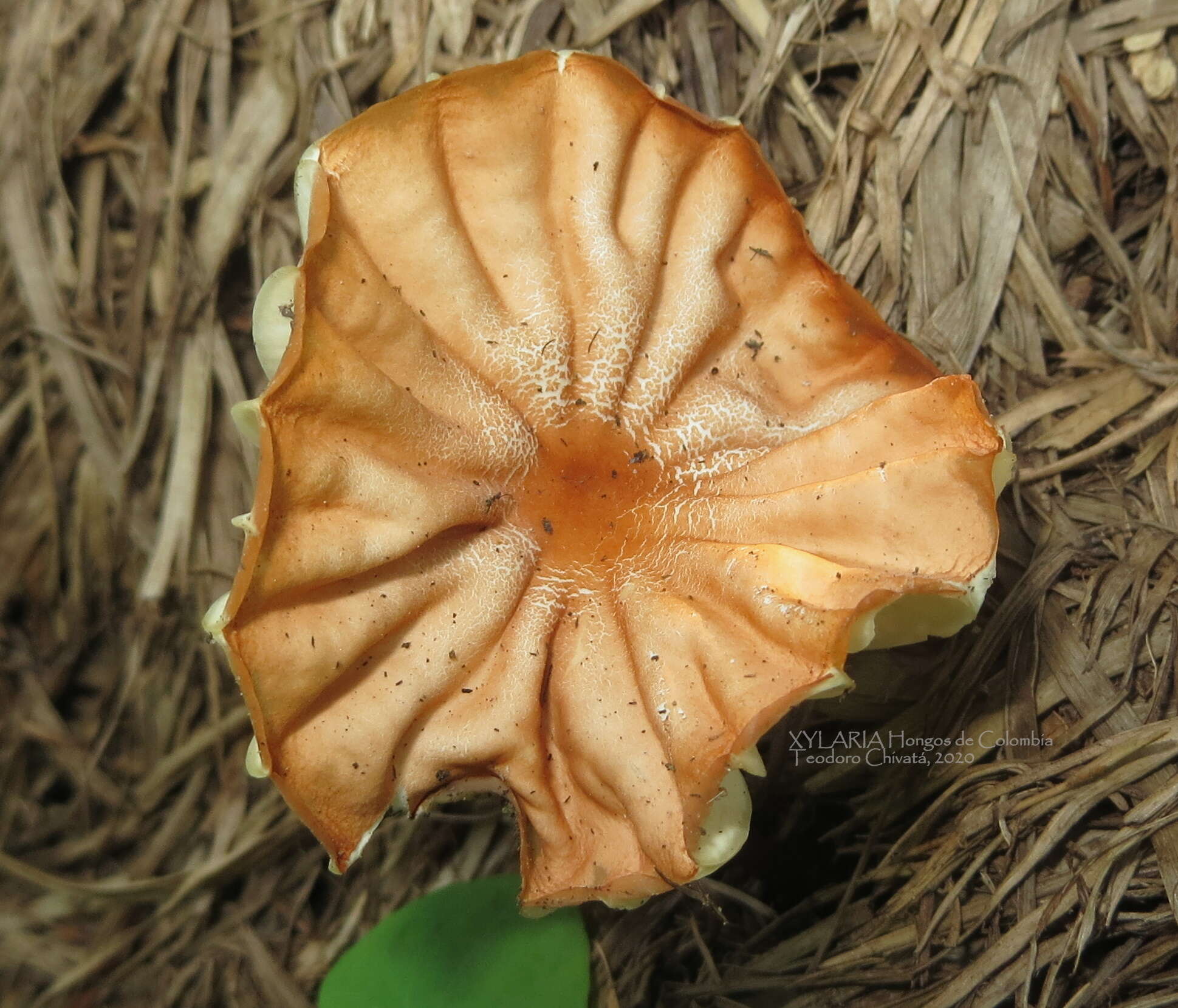 Image of Marasmius berteroi (Lév.) Murrill 1915