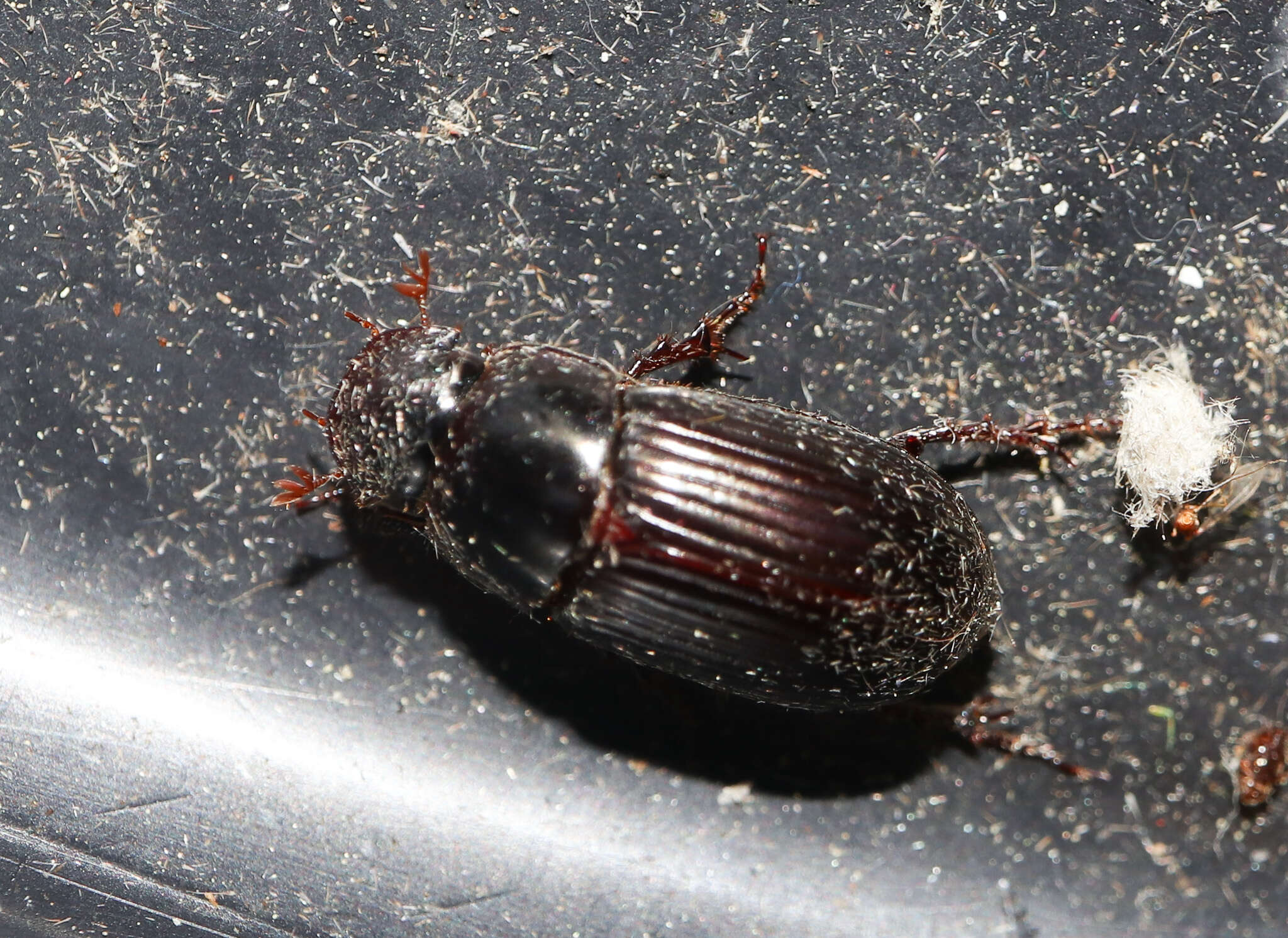 Image of Night-flying Dung Beetle