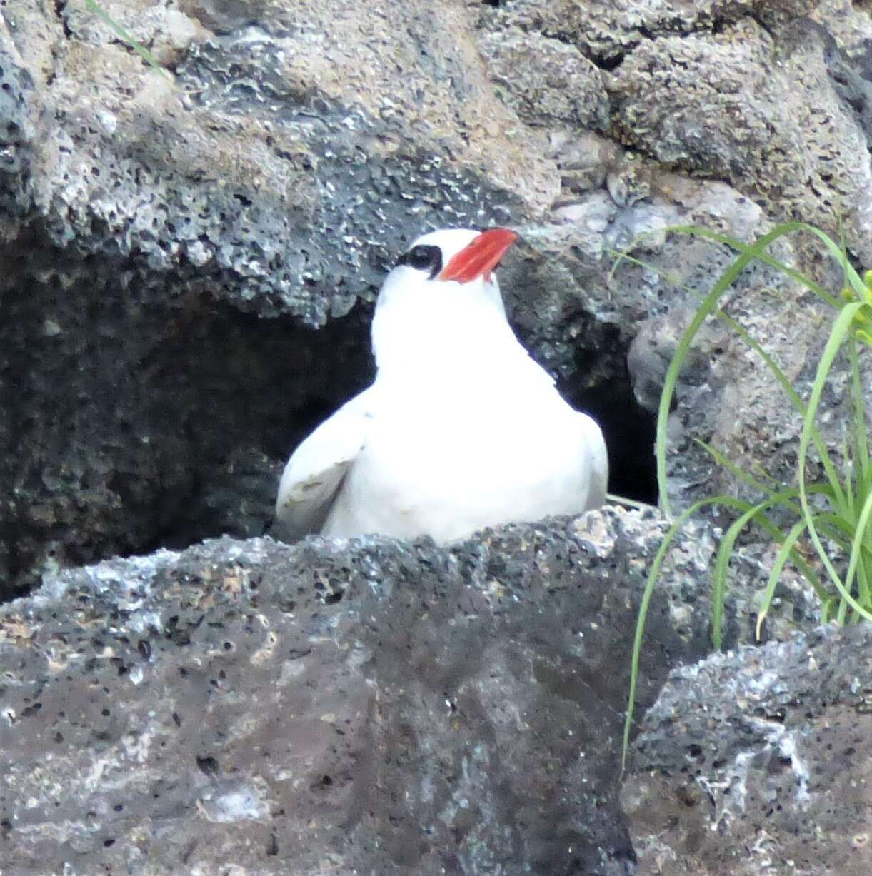 Image of Red-billed Tropicbird