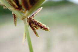 Image of Cyperus glaber L.