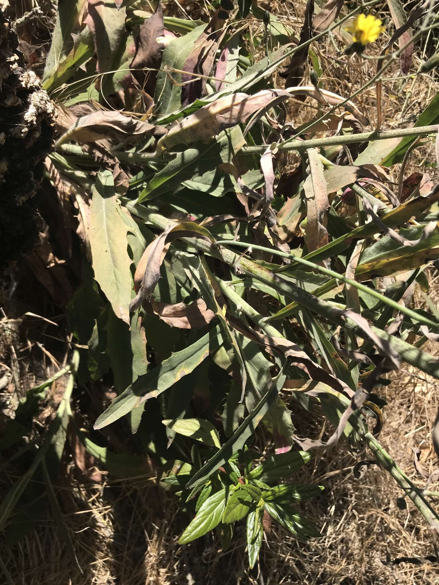 Image of southern hawkweed