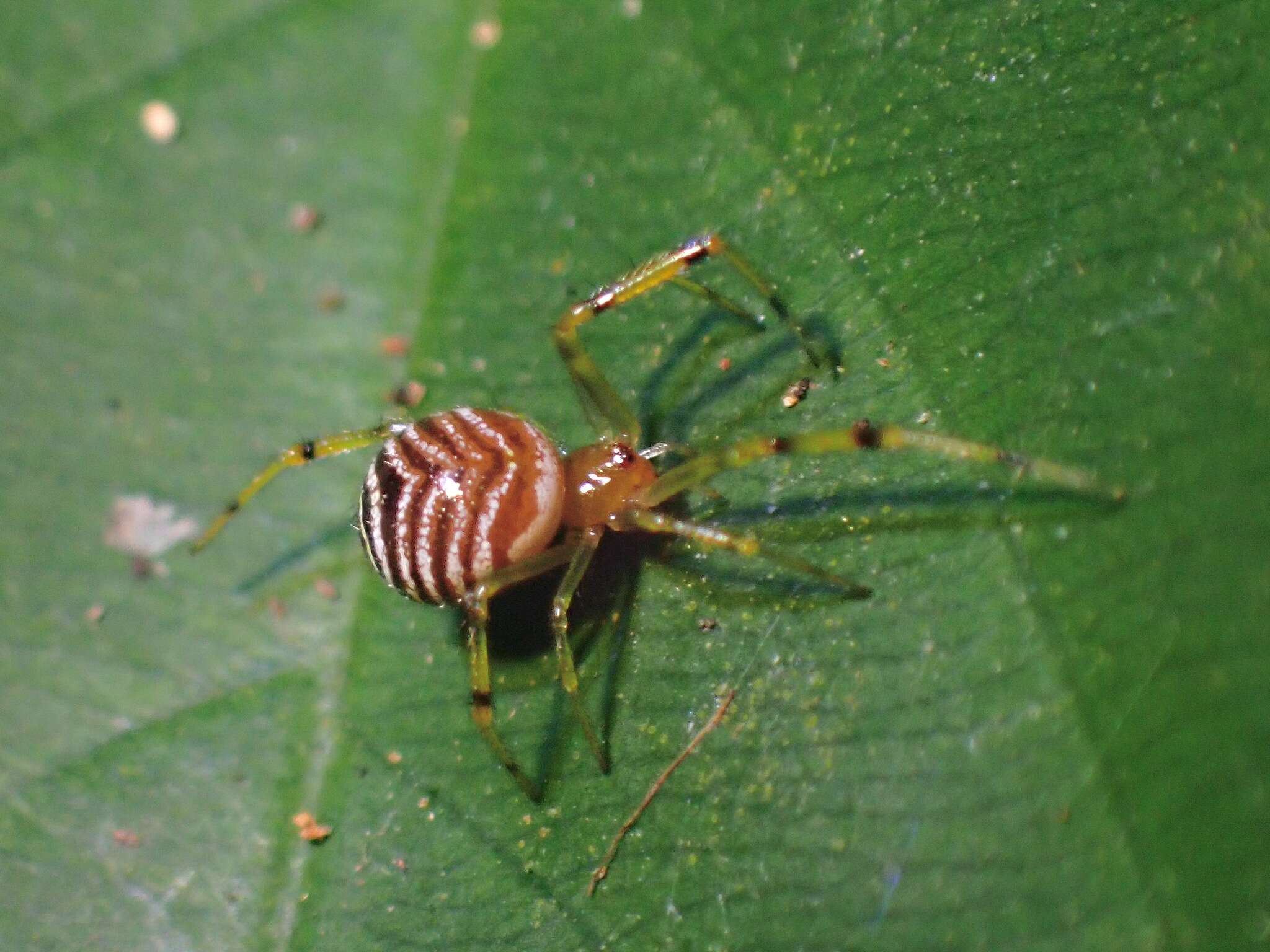 Image of Theridion zonulatum Thorell 1890