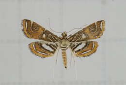 Image of Paracymoriza cataclystalis Strand 1919