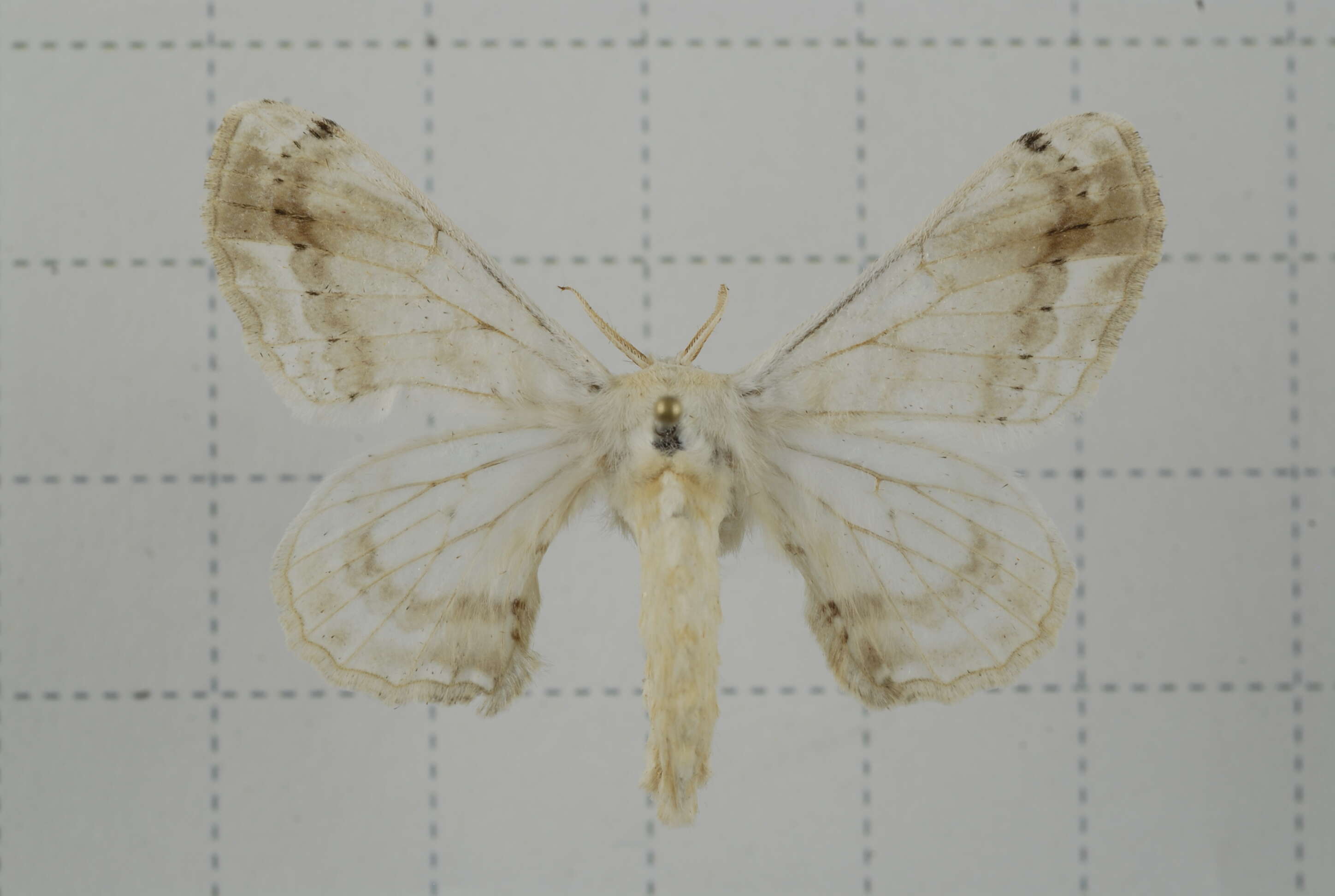 Image of Ernolatia moorei (Hutton 1865)