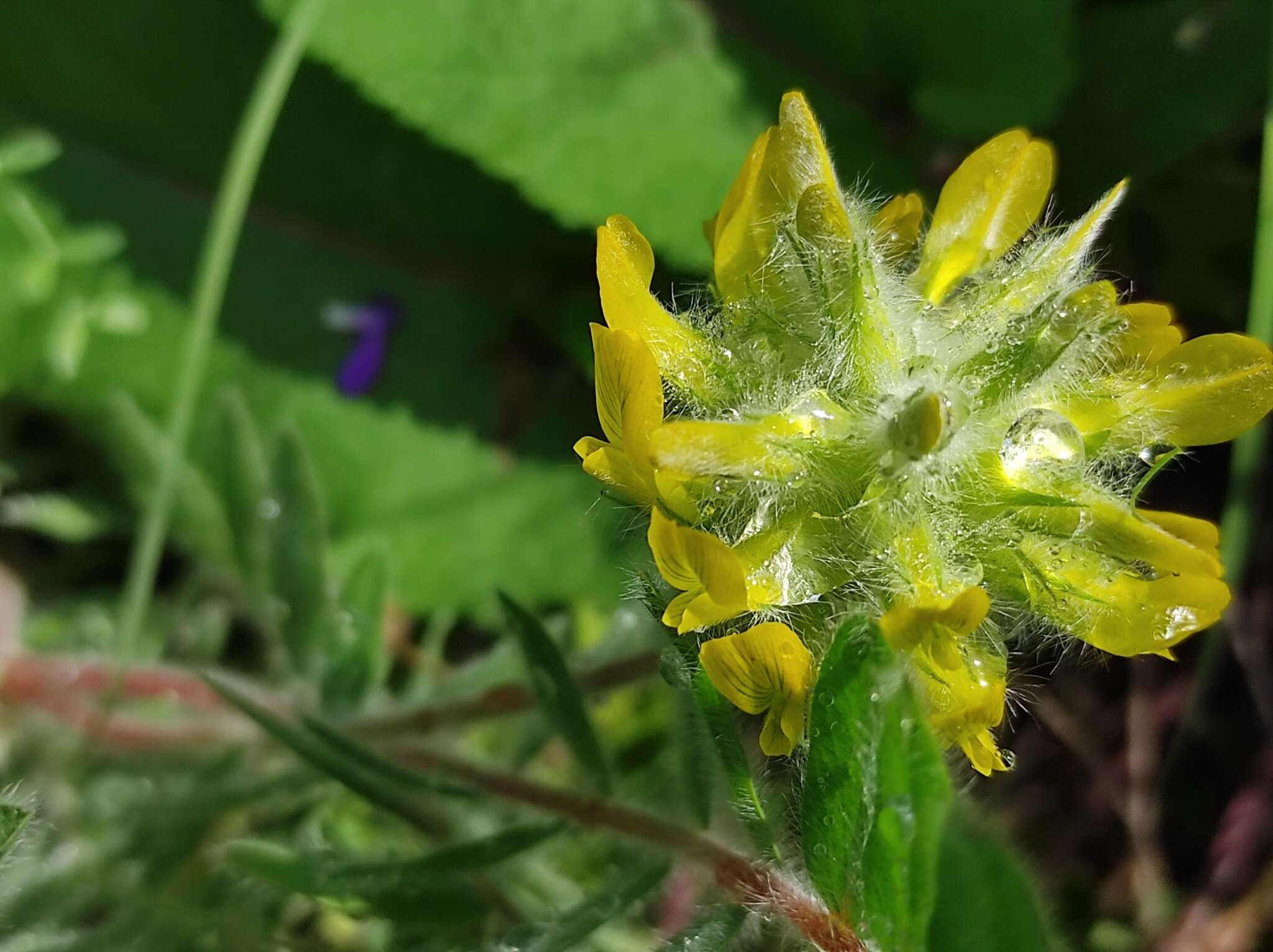 Image of Astragalus dasyanthus Pall.