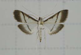 Image of Bradina diagonalis Guenée 1854