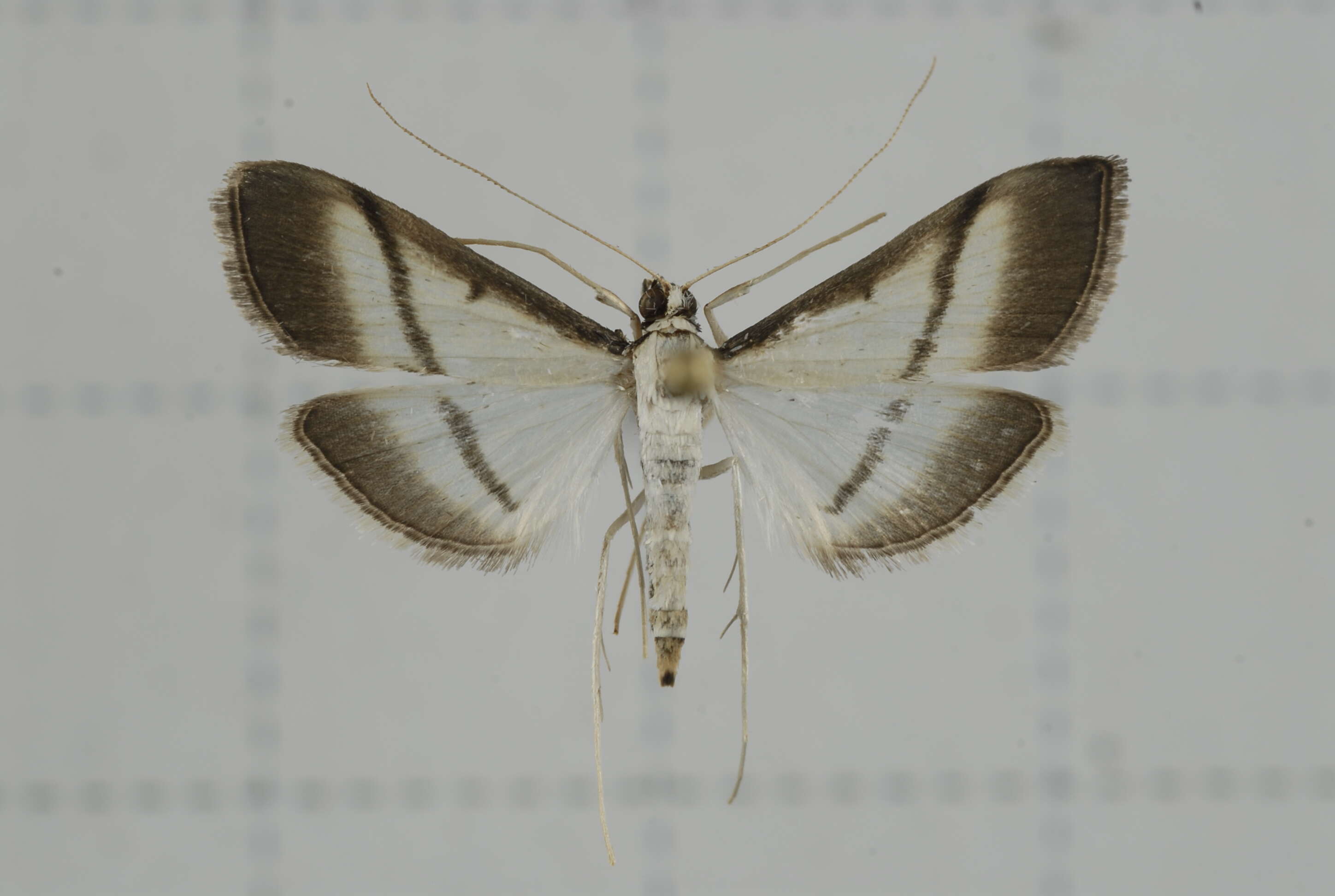 Image of Bradina diagonalis Guenée 1854