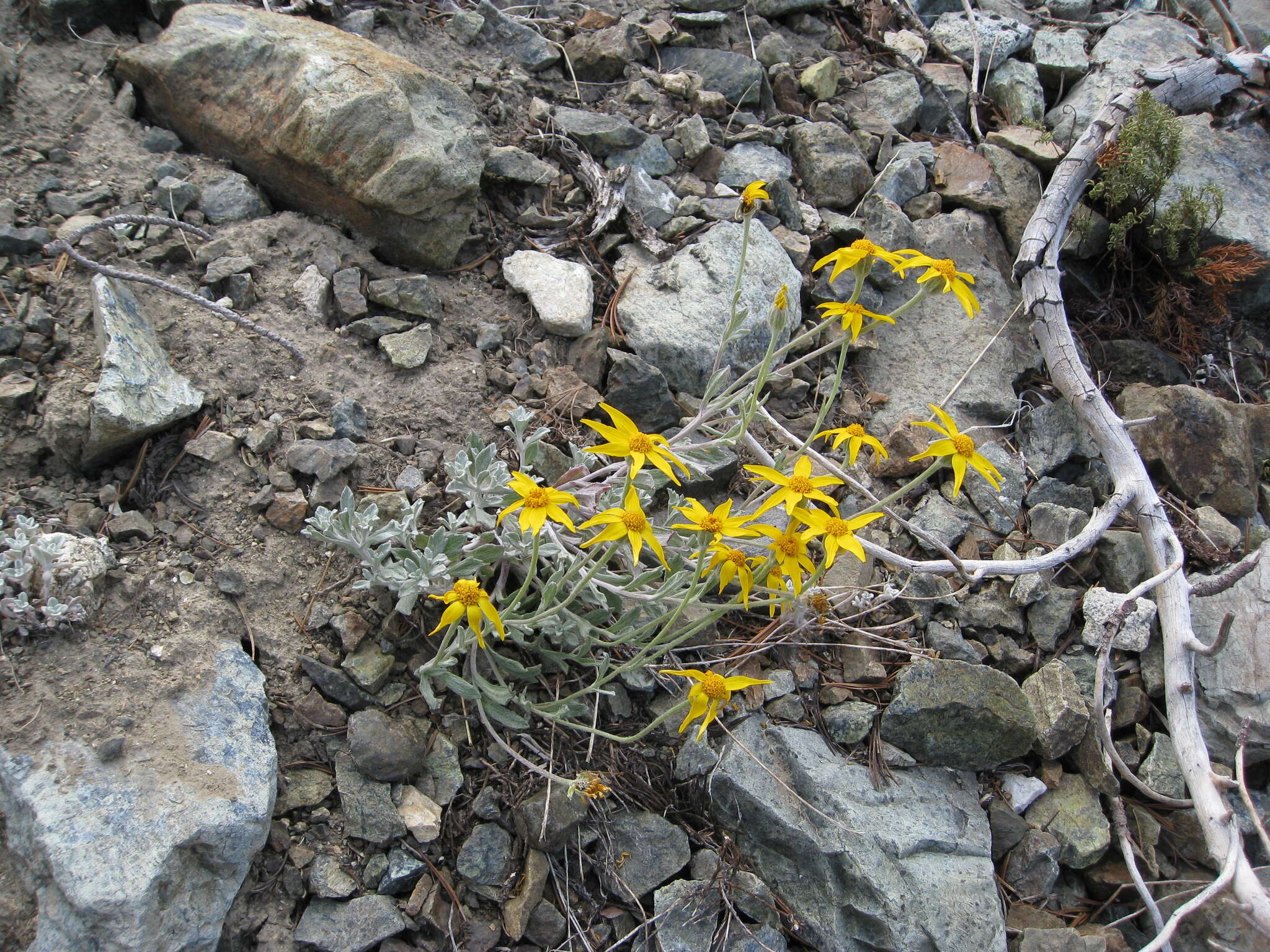 Image of Common Woolly Sunflower