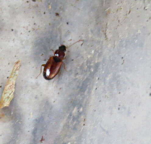 Image of Ground beetle