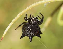 Image of Austracantha