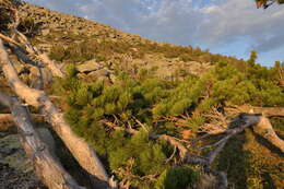 Image of Siberian pine