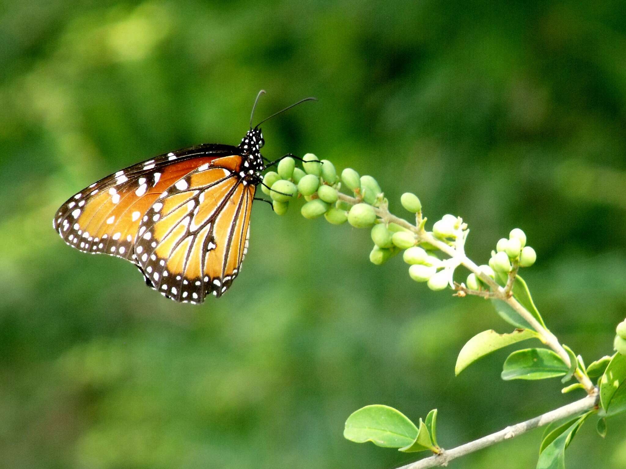 صورة Danaus (Anosia) gilippus Cramer 1775