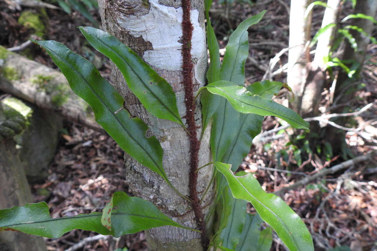 Lepidomicrosorium ningpoense的圖片