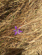 Image of harvest brodiaea