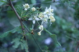 Image of Funastrum pannosum (Decne.) Schltr.