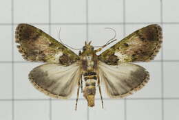 Image of Teliphasa nubilosa Moore