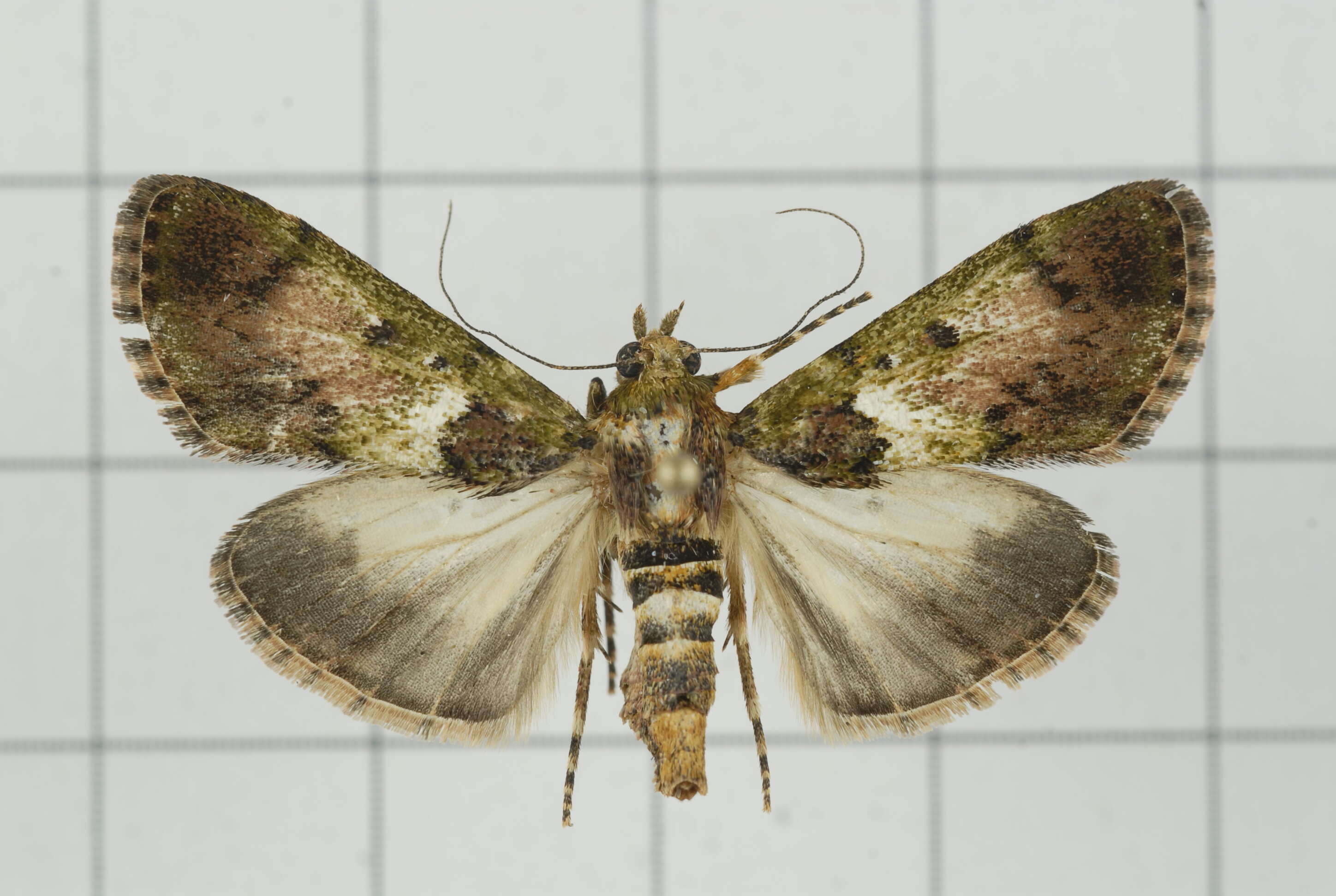 Image of Teliphasa nubilosa Moore