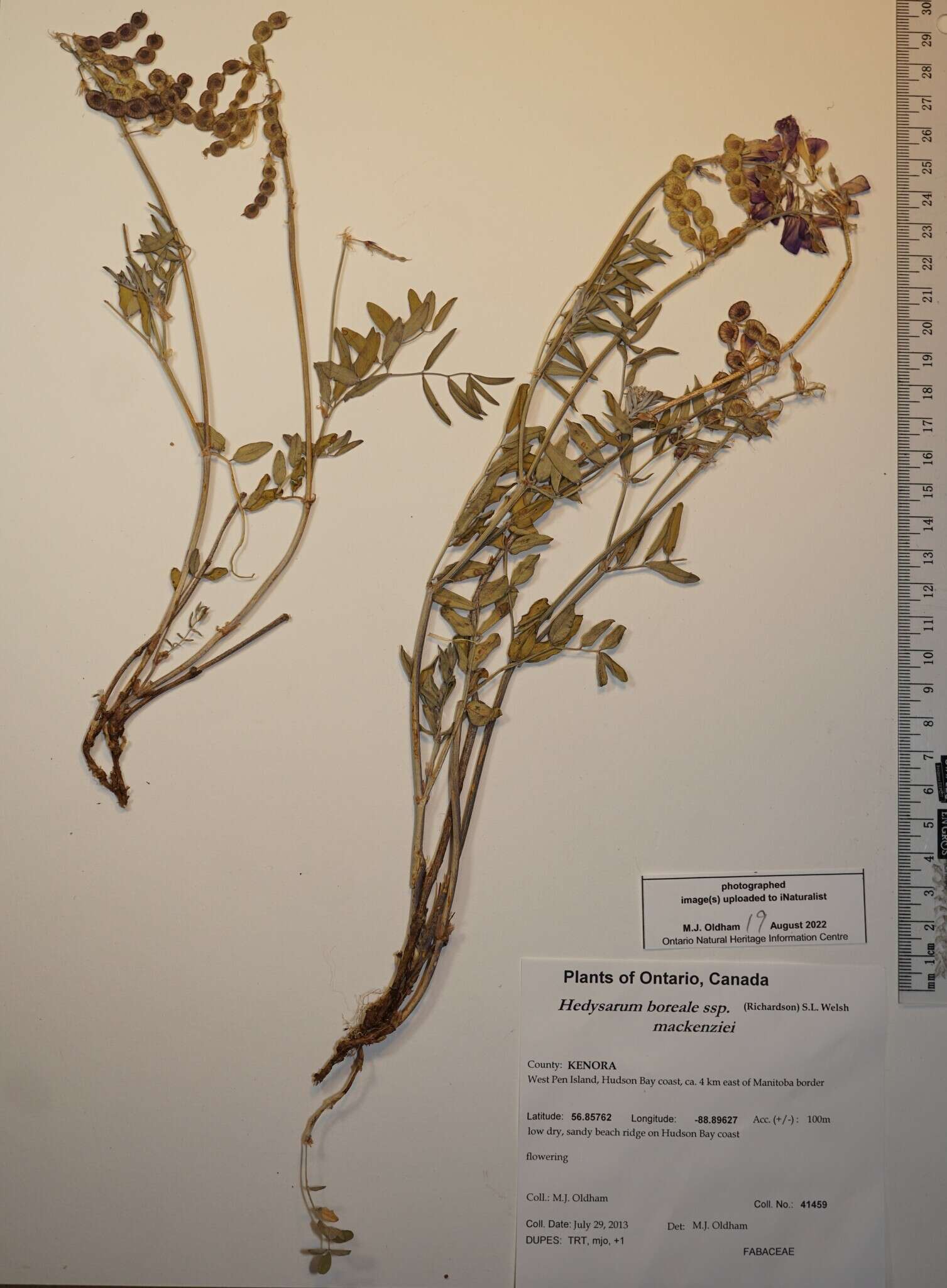 Image of <i>Hedysarum boreale</i> var. <i>mackenziei</i>