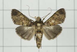 Image of Teliphasa nubilosa Moore