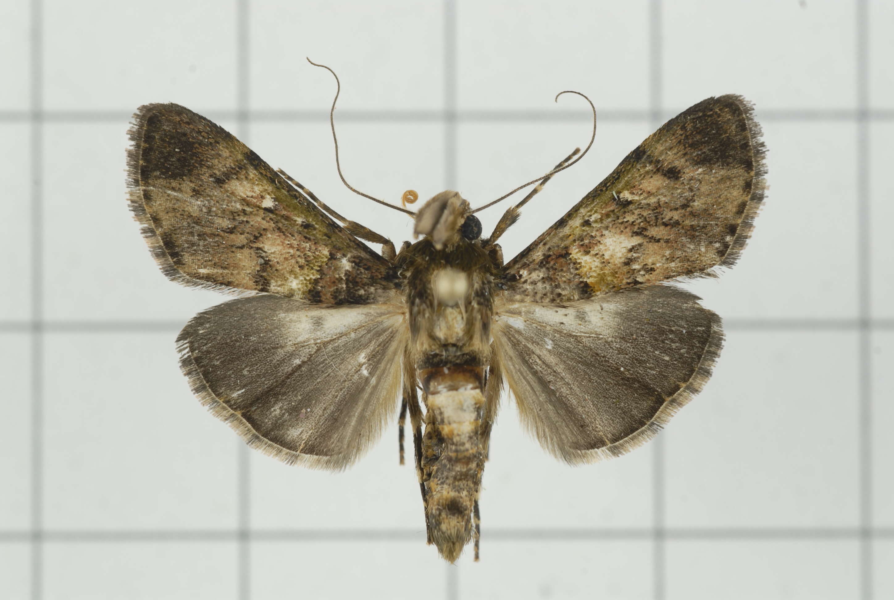 Image of Teliphasa nubilosa Moore