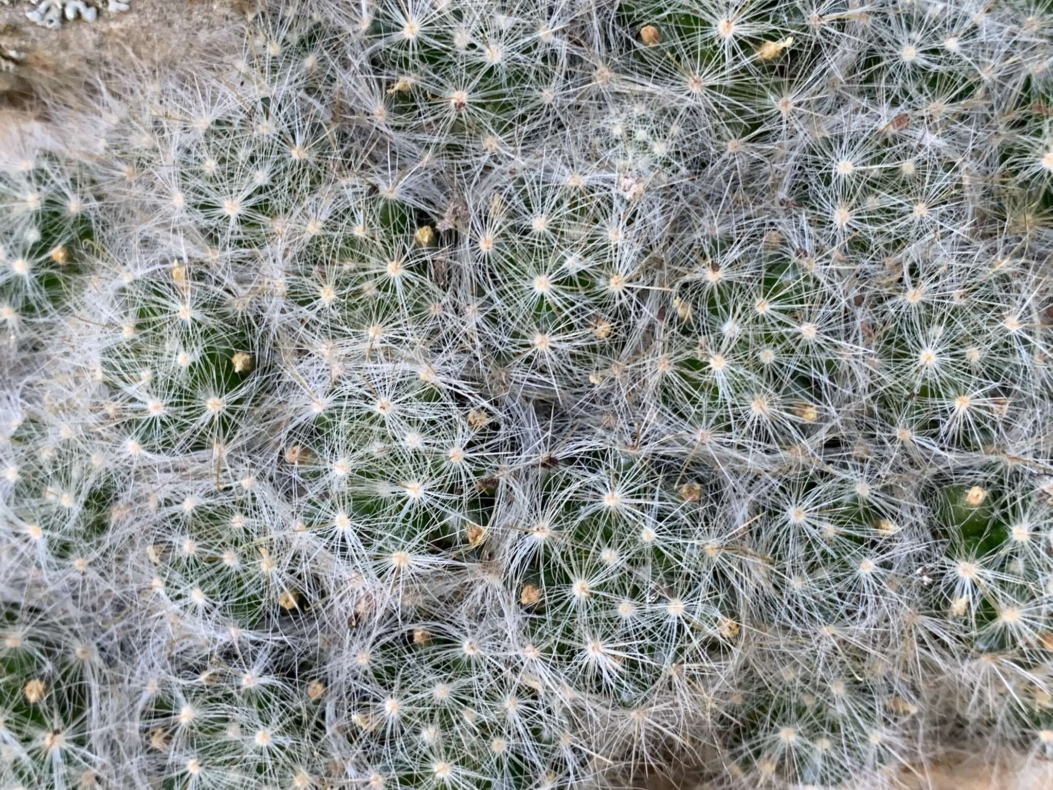 Image of Mammillaria glassii subsp. glassii