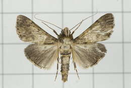 Image of Teliphasa nubilosa Moore