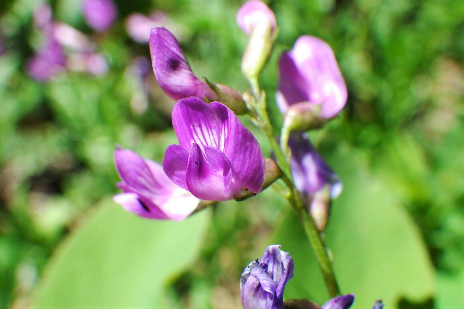Imagem de Astragalus bourgovii A. Gray