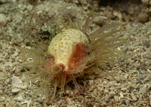 Image of Kernel cowry