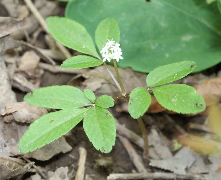 Image of dwarf ginseng