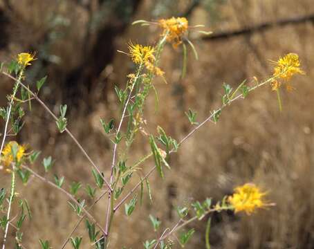 Image of Jones' Beeplant