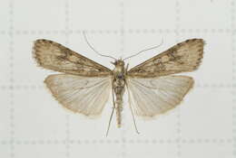 Image of Nomophila noctuella Schiffermüller