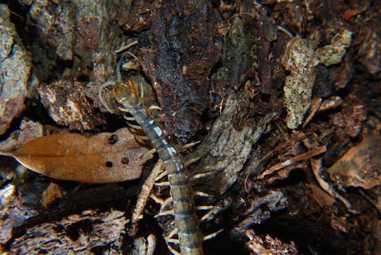 Imagem de Hemiscolopendra marginata (Say 1821)