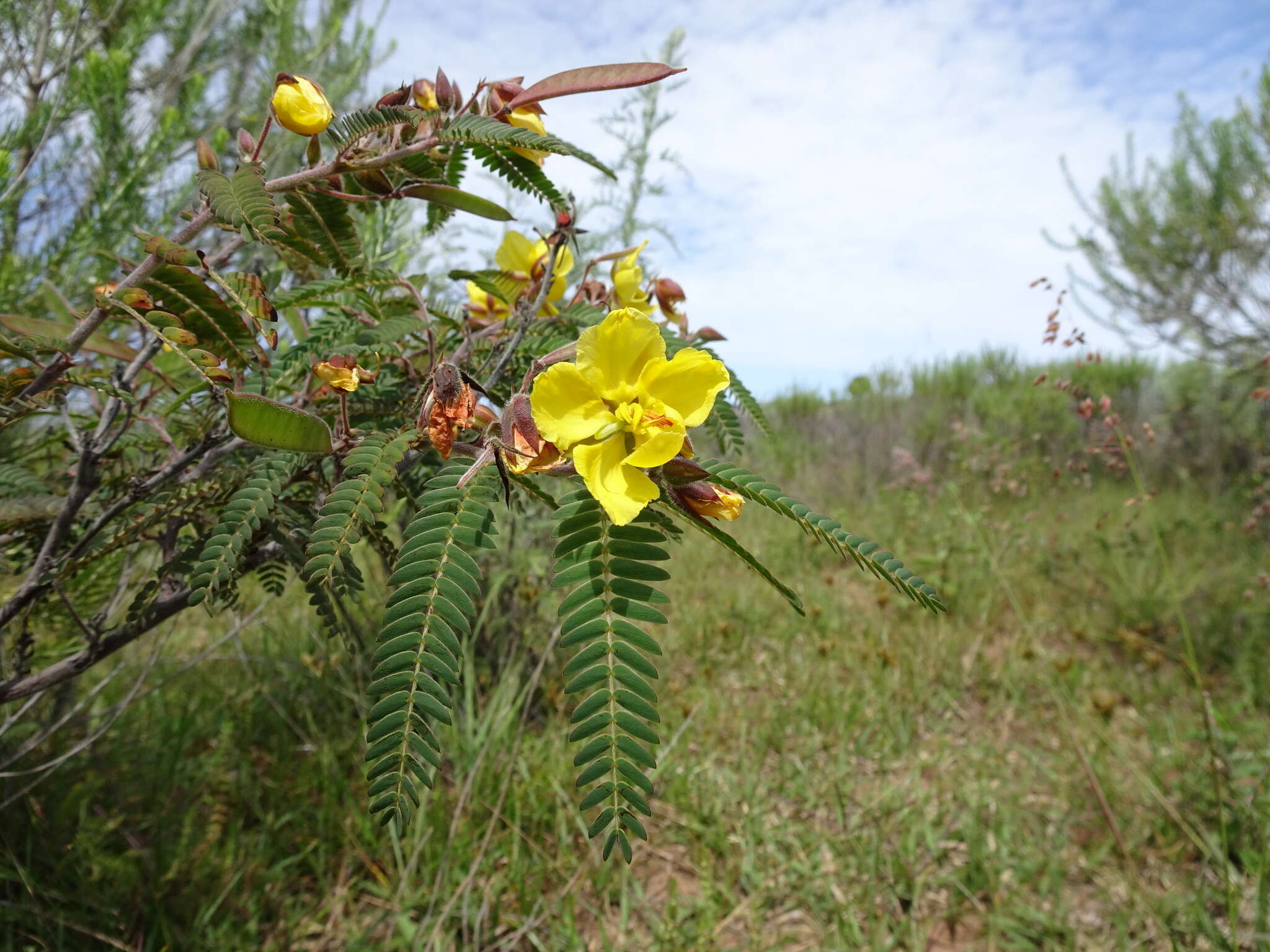 Image of Chamaecrista huillensis (Mendonca & Torre) Lock