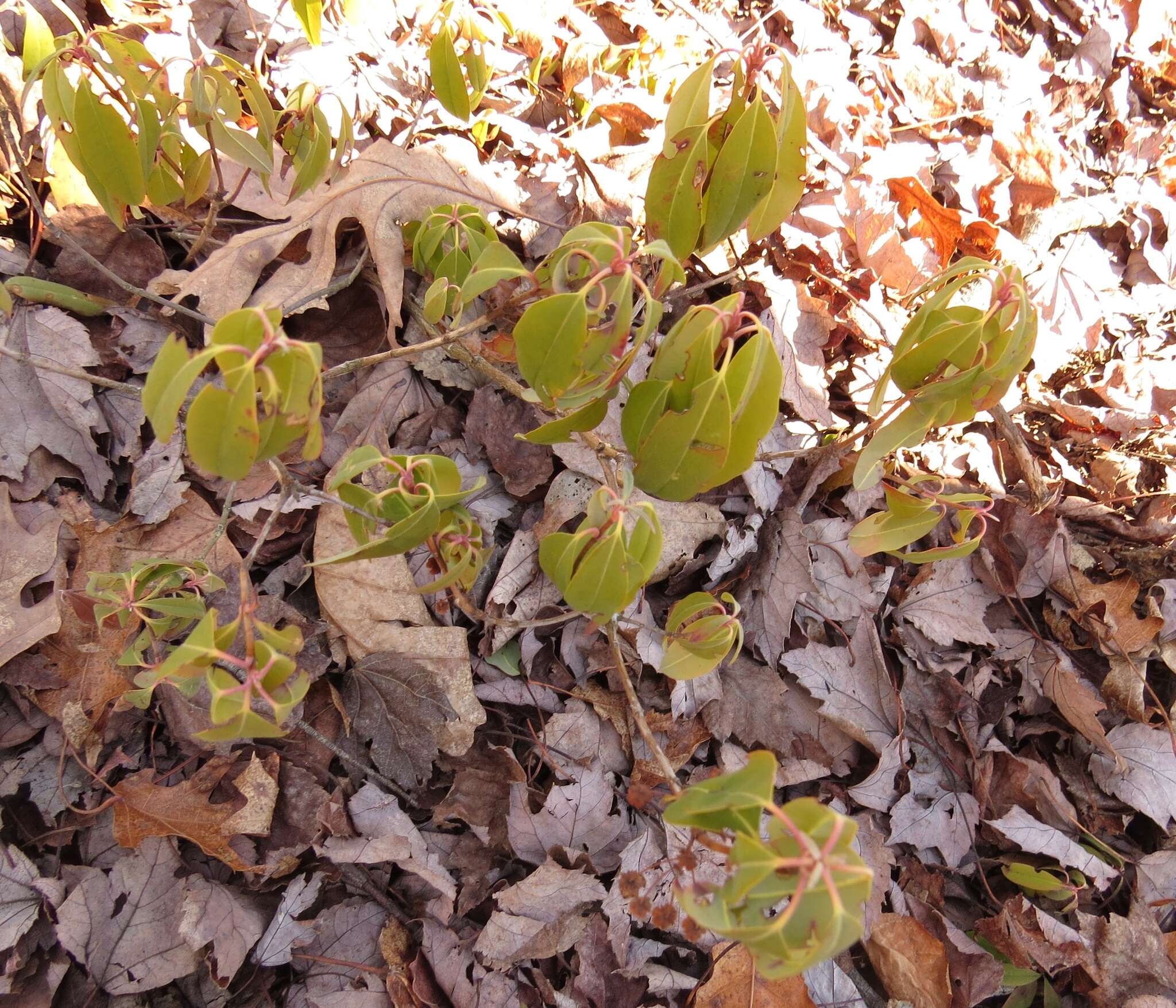 Image of sheep laurel