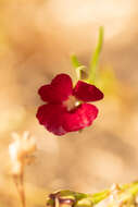 Image of Clarkia tenella (Cav.) H. & M. Lewis