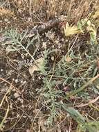 Image of California balsamroot