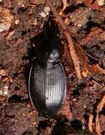 Image de Calathus (Amphyginus) rotundicollis Dejean 1828