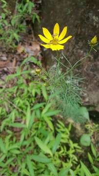 Image of whorled tickseed