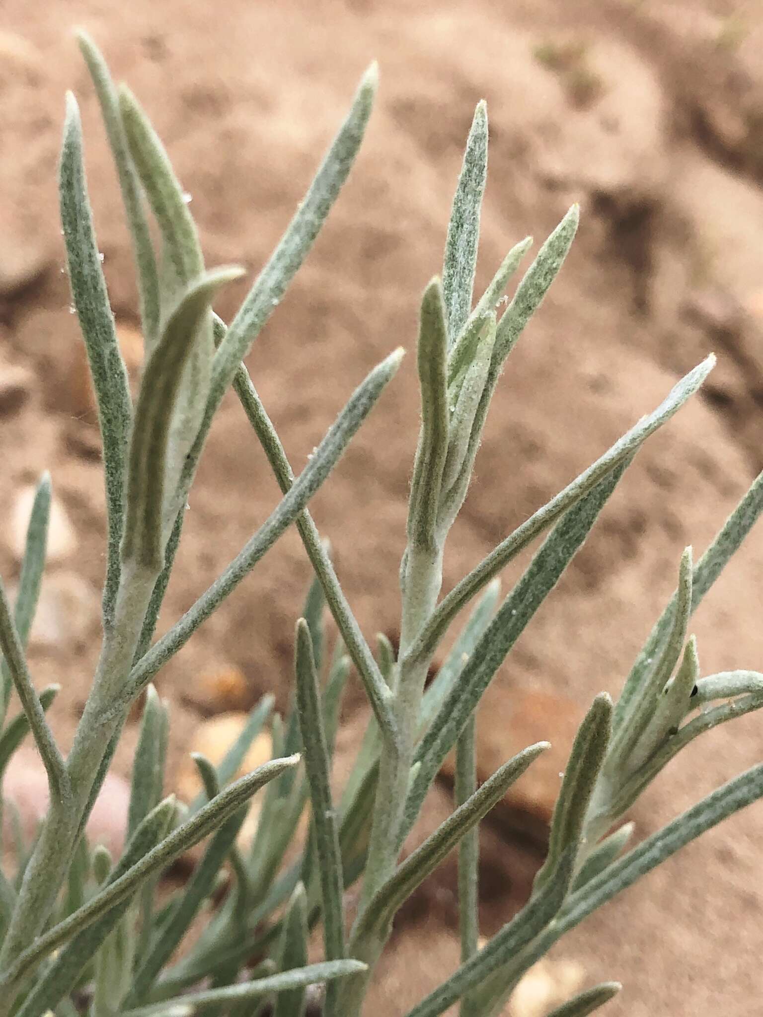 Image of Wright's cudweed