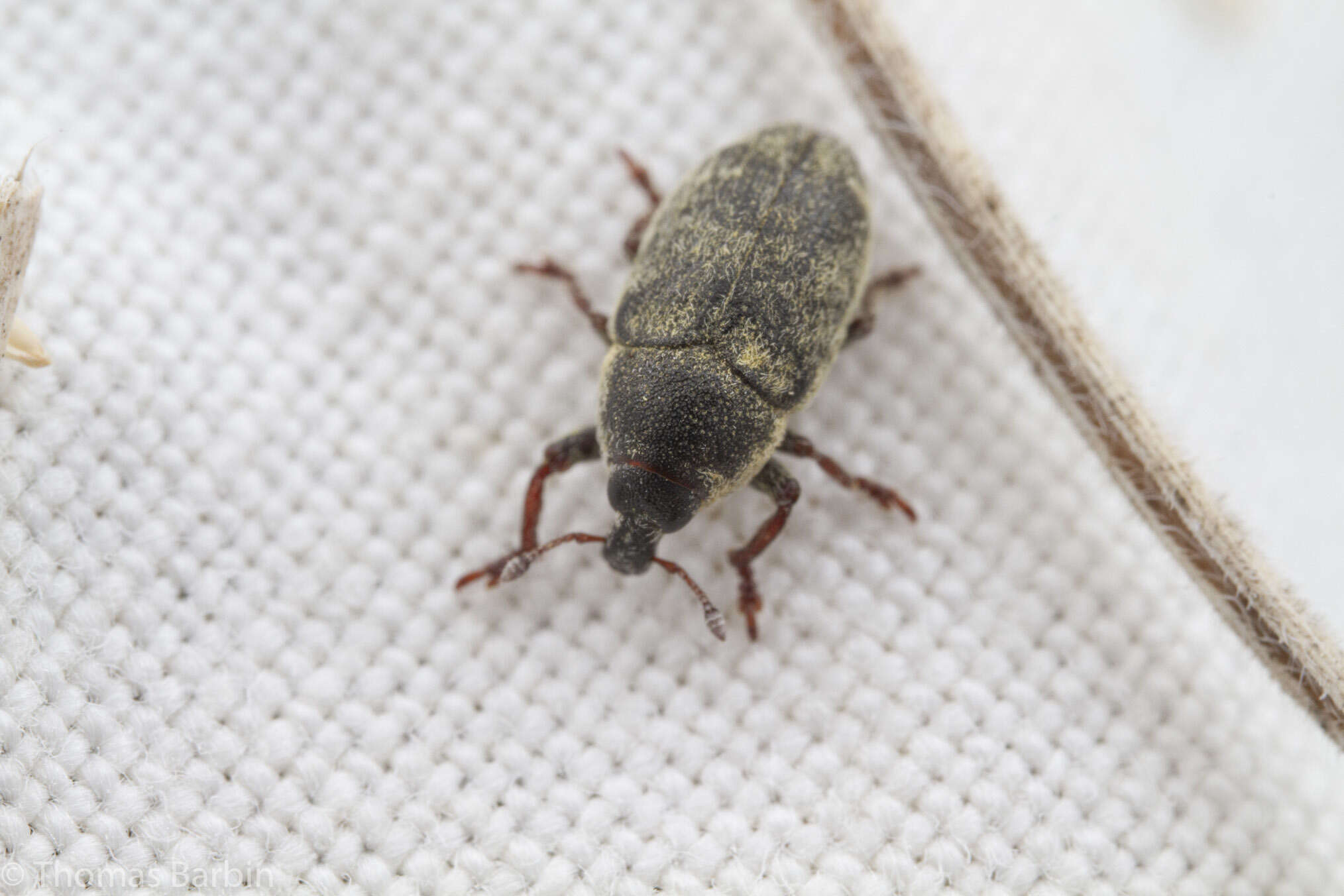 Image of Weevil