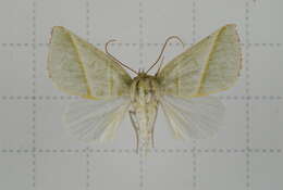 Image of Hylophilodes tsukusensis Nagano 1918