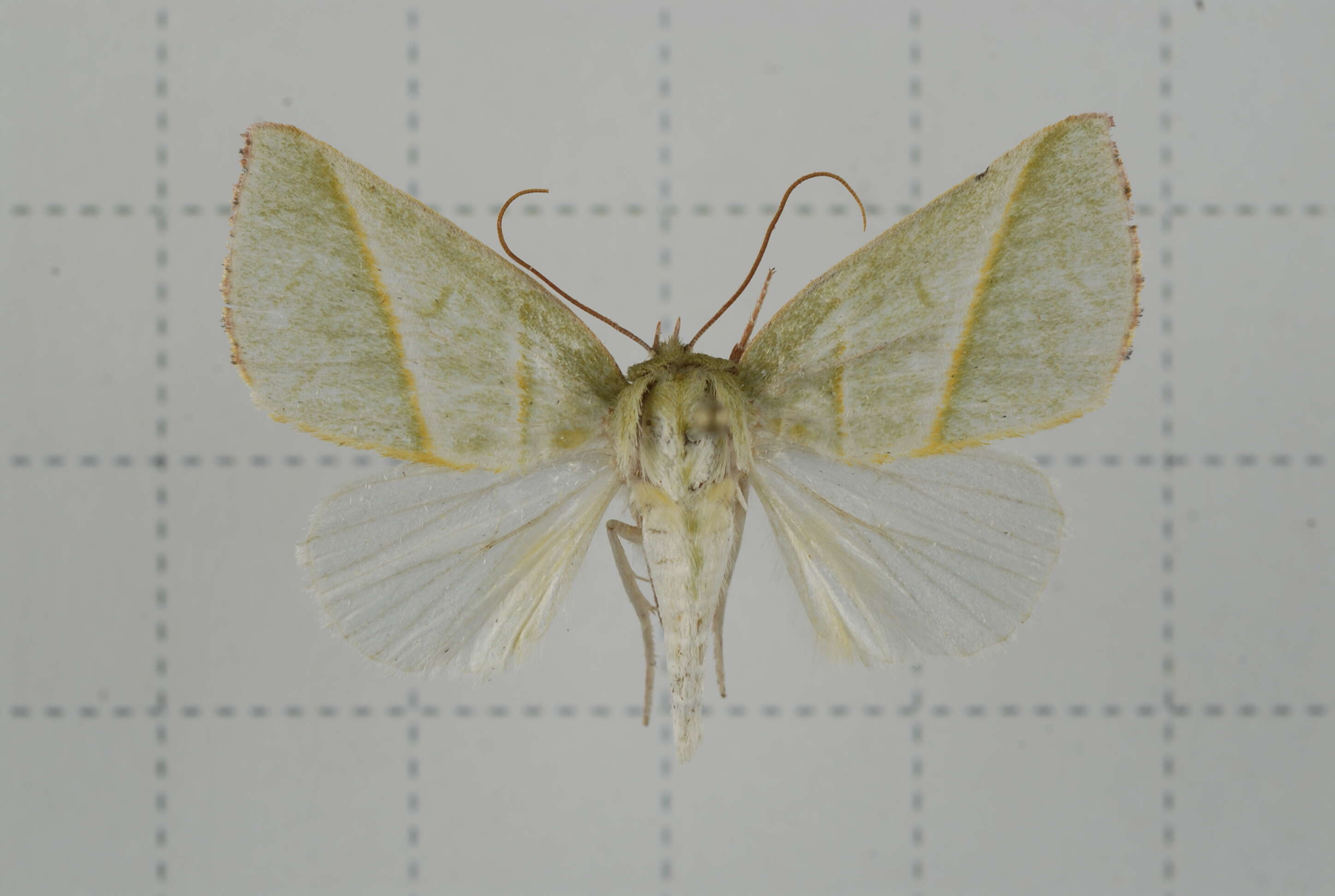 Image of Hylophilodes tsukusensis Nagano 1918