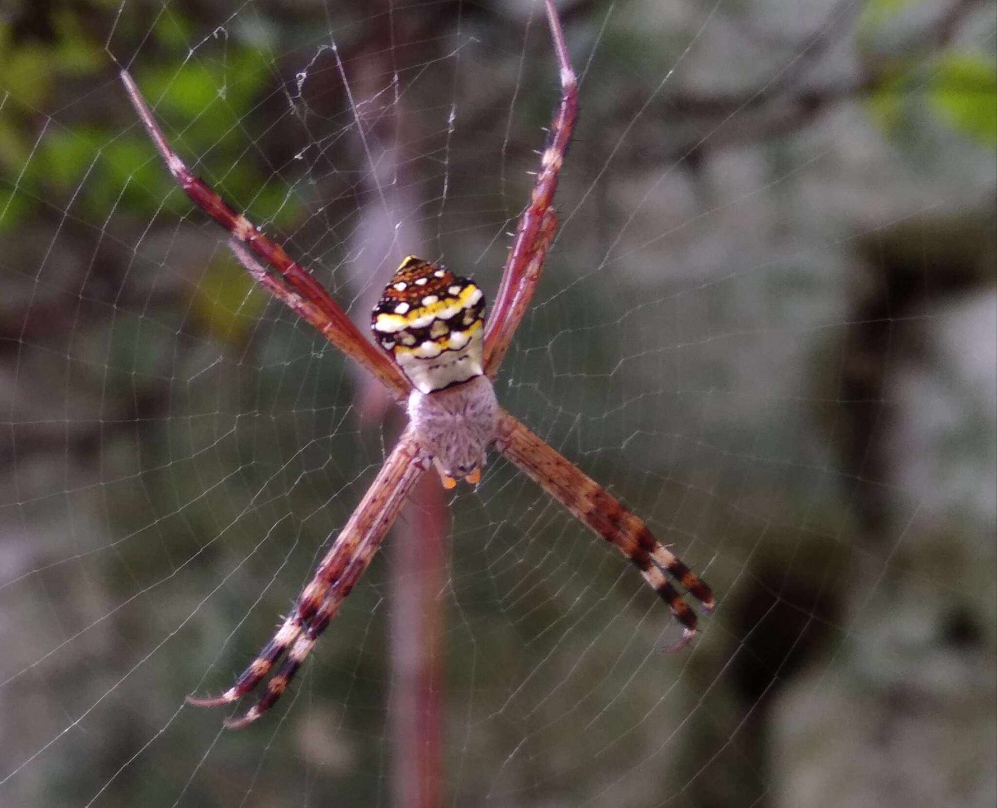 Image of Argiope aetheroides Yin, Wang, Zhang, Peng & Chen 1989